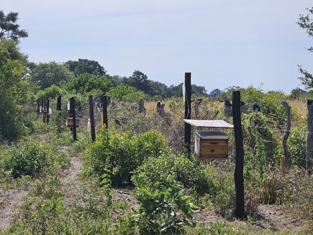 Transforming Beekeeping in the Okavango Delta